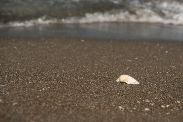海边黑色沙滩上的白色贝壳。图片下载