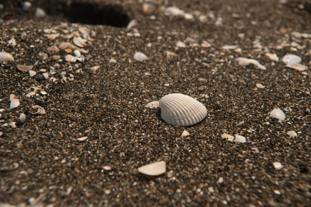 海边黑色沙滩上的白色贝壳。图片下载