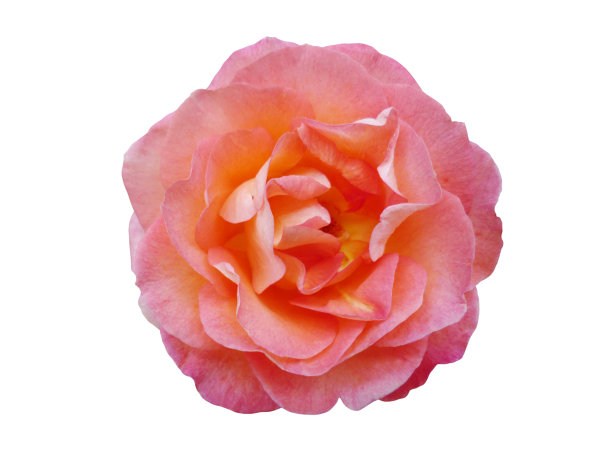 珊瑚玫瑰孤立在白色上图片下载