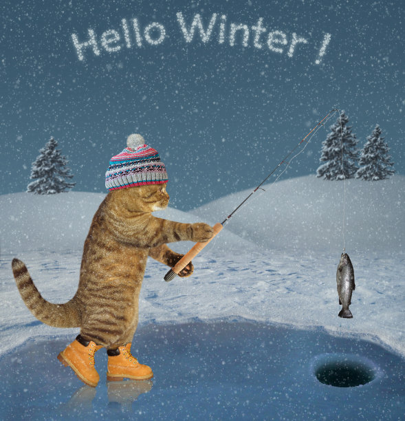 猫在冬天捉了一条鱼图片下载