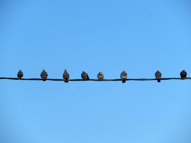 鸟儿排成一排坐在铁丝网上图片下载