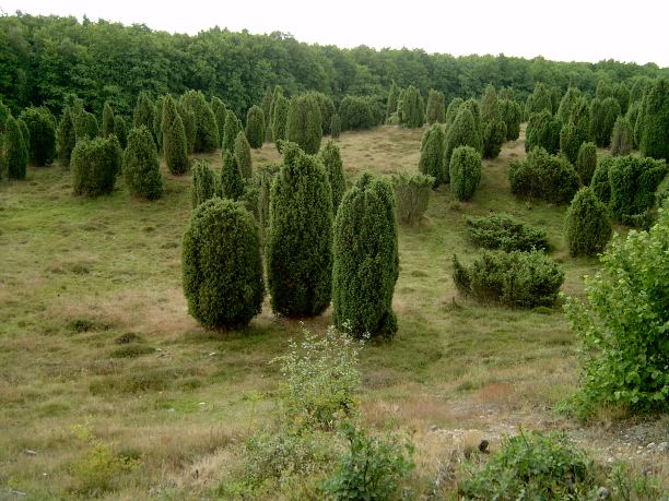 有杜松树的国家公园。图片下载