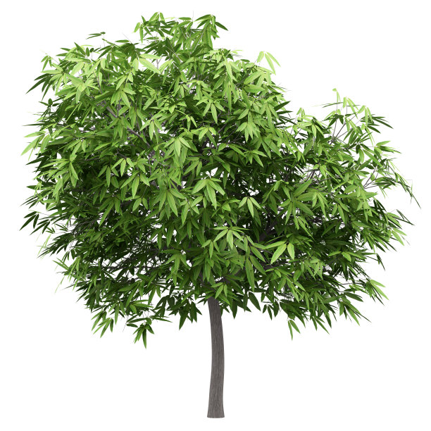 在白色背景上孤立的芒果树图片下载