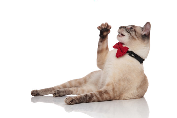 顽皮的缅甸绅士猫休息和看向一边图片下载