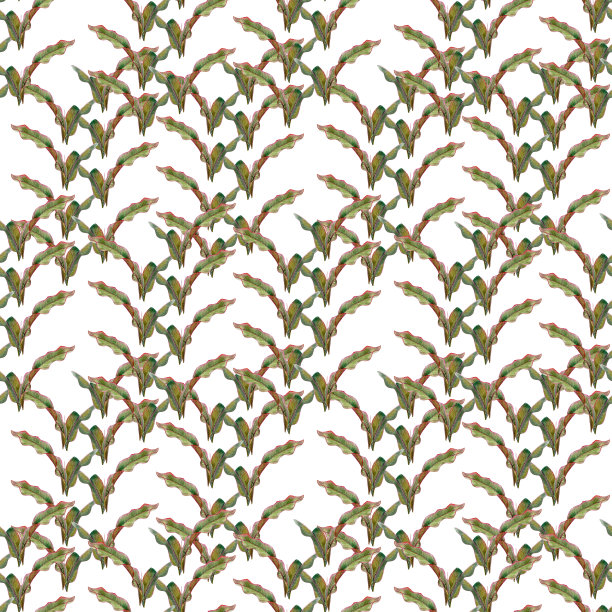 绿色的树叶。热带植物芭蕉叶。水彩绘画。手绘花卉。无缝模式上的白色背景图片下载