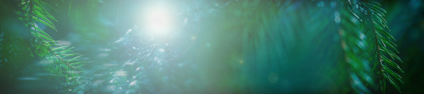 全景针叶常绿云杉墙纸图片下载