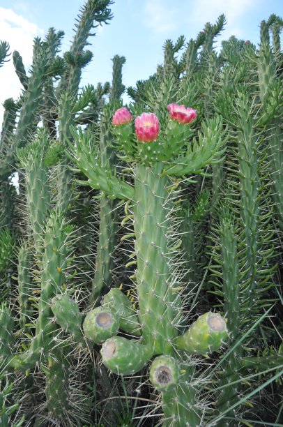 花园里美丽的仙人掌花图片下载
