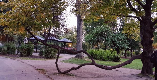 公园里的树图片下载