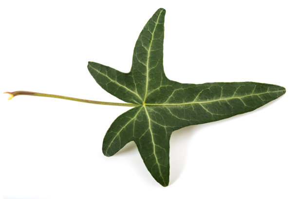 绿色的常春藤叶图片下载