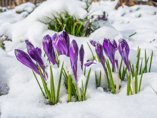 冬季景观中的番红花图片下载