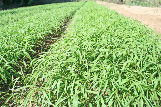 牵牛花领域图片下载