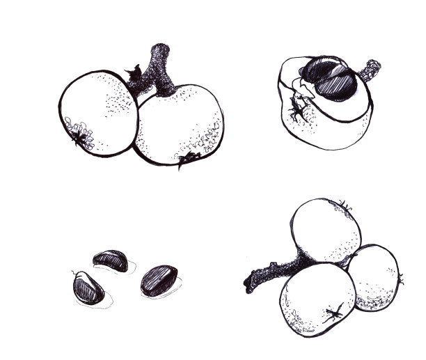 枸杞，枇杷，水果和种子。图片下载