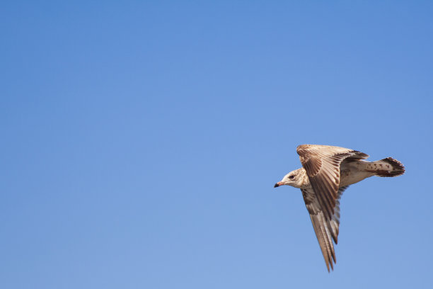 海鸥在飞行，甚至蓝天的背景图片下载