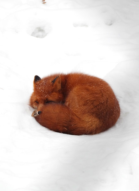 狐狸躺在雪地里图片下载