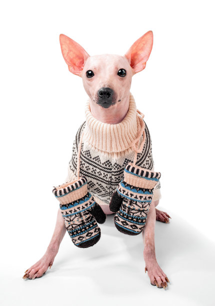 美国无毛梗狗穿着装饰毛衣和手套坐在白色的背景图片下载