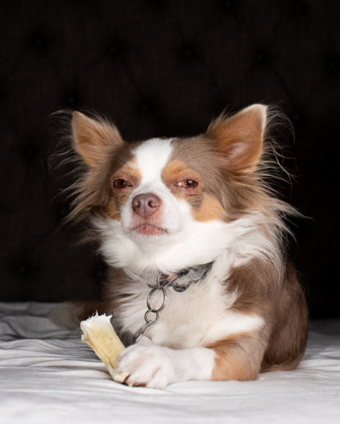 长毛吉娃娃在主人床上吃骨头。图片下载