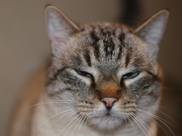 快乐的猫图片下载