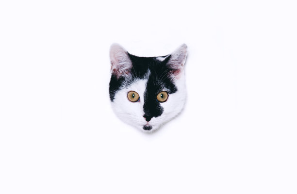 可爱的猫看着白色的背景。极简艺术风格与复制空间。图片下载