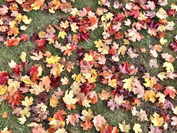 落叶散落在绿草上图片下载