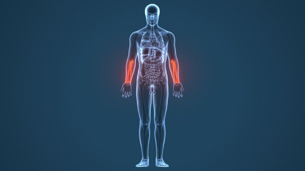 Ulna的3D插图-人类骨骼的一部分。图片下载