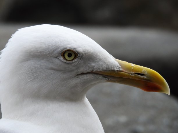 缅因州Ogunquit的鲱鱼鸥图片下载