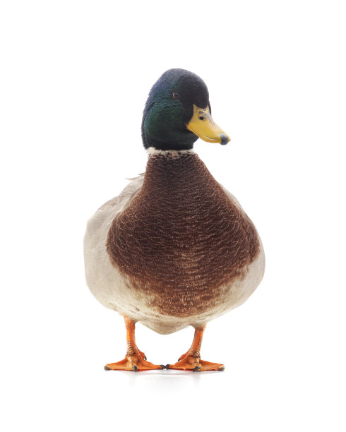 一个野鸭。图片下载