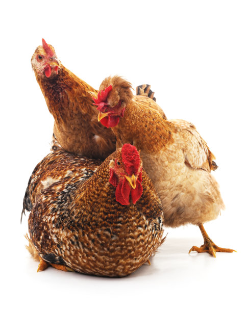 公鸡和两只母鸡。图片下载