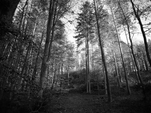 秋天的森林景观。图片下载