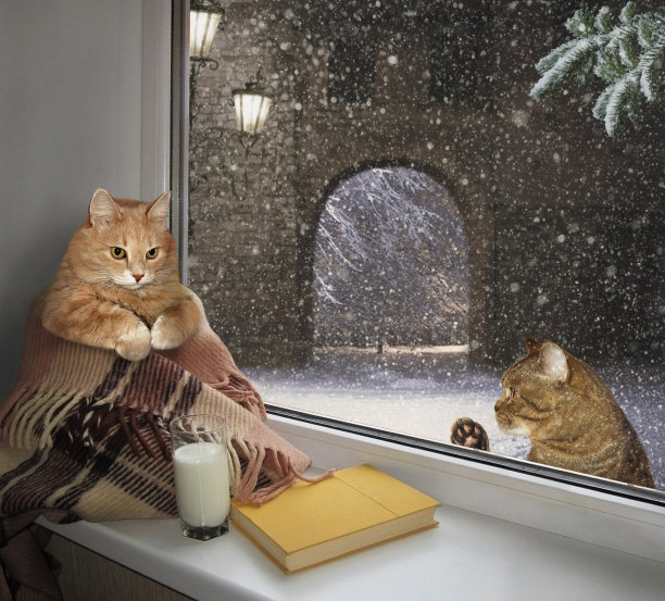 冬天窗台上的猫图片下载