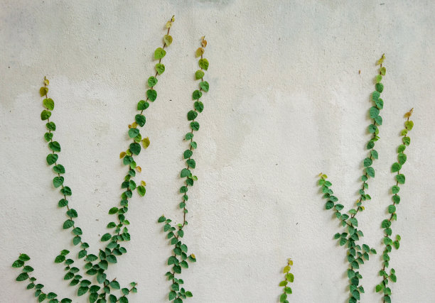 藤叶攀附在白墙上图片下载