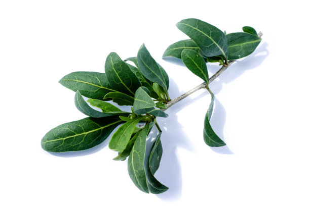 枸杞叶孤立在白色的背景图片下载
