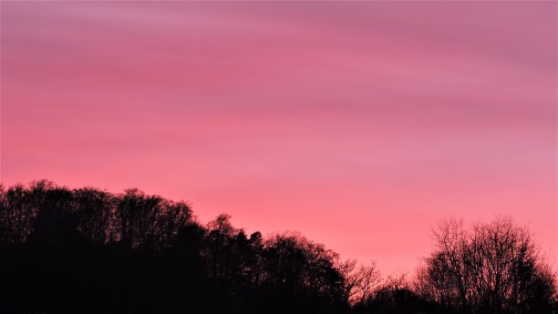 树梢上方的夜空图片下载