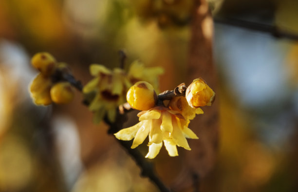 腊梅树的花图片下载