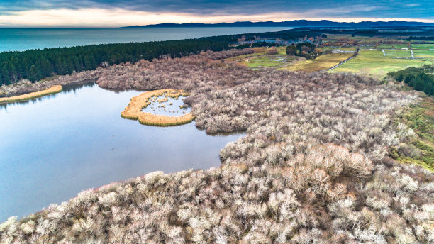 新西兰坎特伯雷伍德德保护区图片下载