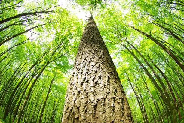 绿色的森林图片下载