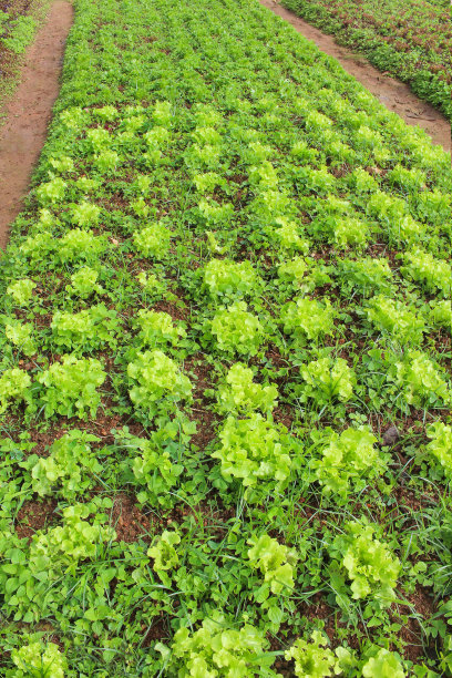 在花园背景中种植绿色生菜或莴苣图片下载