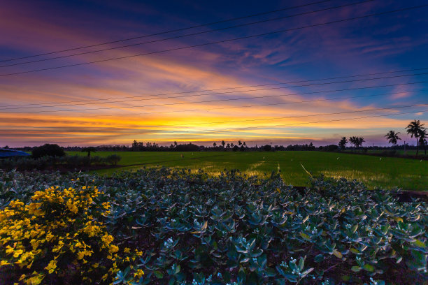 风景照片日落，稻田大气日落图片下载