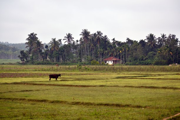 喀拉拉邦乡村田园夏日清晨图片下载