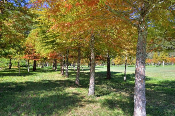 秃Pine。图片下载