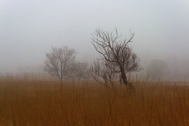 干芦苇和树木图片下载