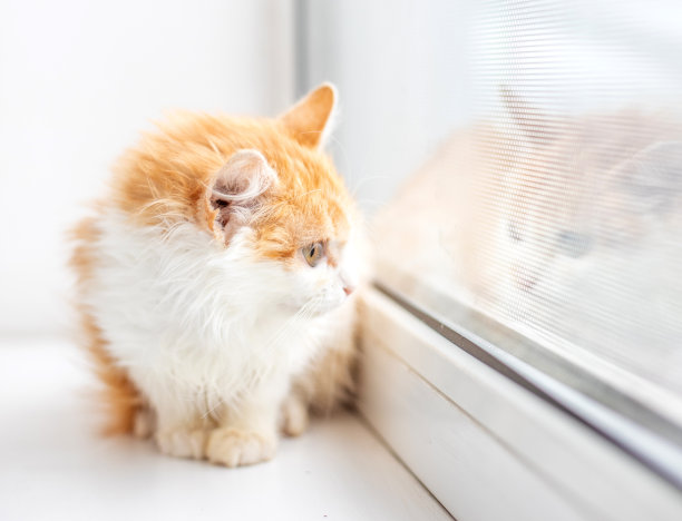 有趣的白猫坐在窗台上图片下载