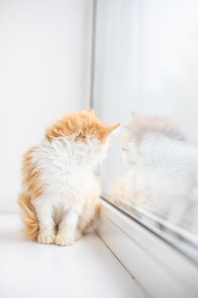 有趣的白猫坐在窗台上图片下载