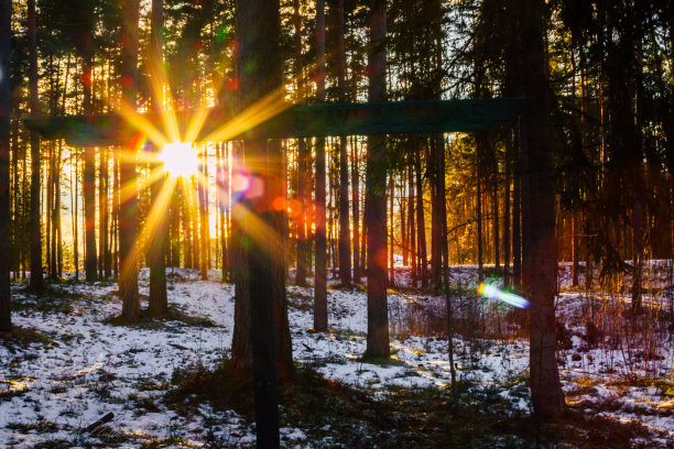 平静的冬天照片森林与太阳星闪烁之间的树-太阳耀斑图片下载