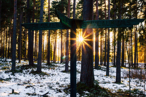平静的冬天照片森林与太阳星闪烁之间的树-太阳耀斑图片下载