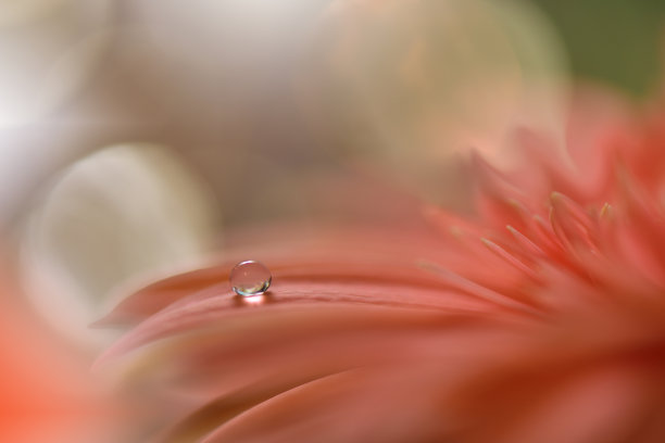 抽象的微距照片与花和水滴。艺术背景的桌面。色彩柔和的花朵。宁静的抽象特写艺术摄影。印刷墙纸。花卉幻想设计。网页横幅。概念上的形象。图片下载