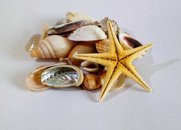 海贝和海星的混合物。图片下载