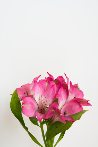 白色底花，粉红色花图片下载