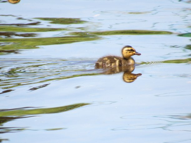 小鸭子图片下载