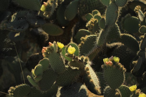 鲜花和鲜花图片下载