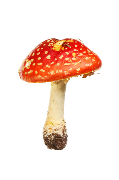 飞行伞菌图片下载